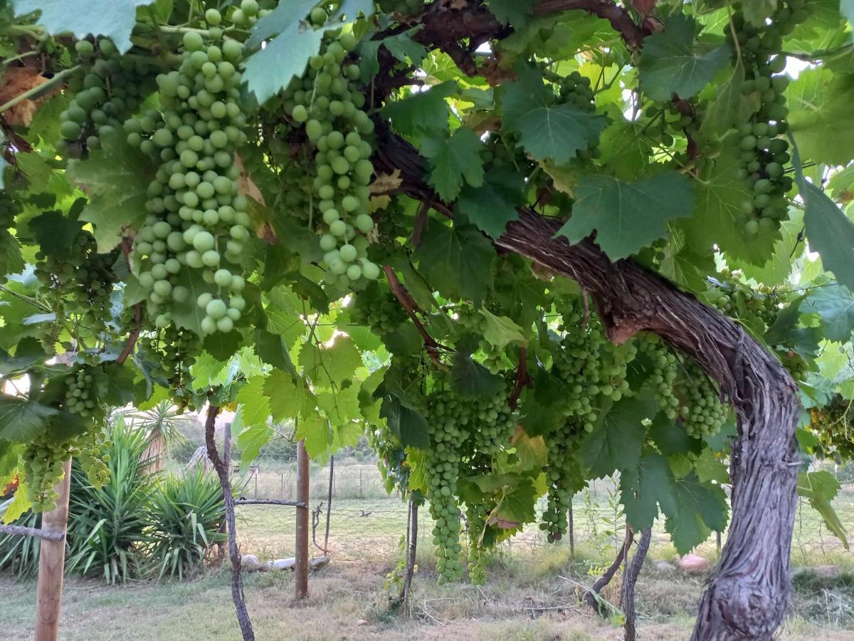 Karoo Life B&B Calitzdorp Εξωτερικό φωτογραφία